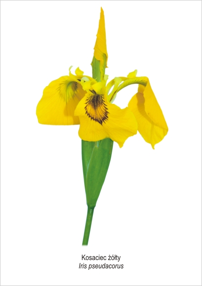 Obraz Kosaciec żółty A4 (210x297 mm)